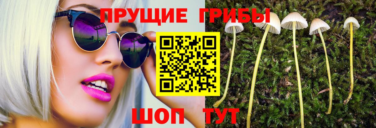 Псилоцибиновые грибы Psilocybe  магазин  наркотиков  Псилоцибиновые грибы GOLDEN TEACHER  Курган 